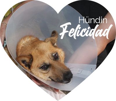 Felicidad Felicidad und Hozi brauchen deine Hilfe!