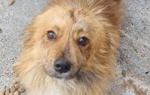 Charly-geboren-ca.-2018-aus-Rumänien-300x191 3 Hunde benötigen ihr Ticket ins Glück