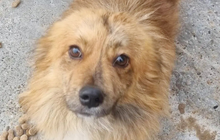 Charly-geboren-ca.-2018-aus-Rumänien Unser Hundeauslauf braucht ein Dach - Tierheim Unterheinsdorf