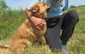 Felicidad-geboren-2016-aus-Ungarn-300x191 3 Hunde benötigen ihr Ticket ins Glück