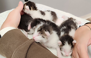 G-Wurf-259_23-362_23-10 5 Babykatzen aus unserem Tierheim Wollaberg suchen Start-ins-Leben Paten