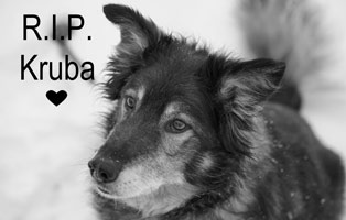 Kruba-trauriges Labrador in Not Vermittlung