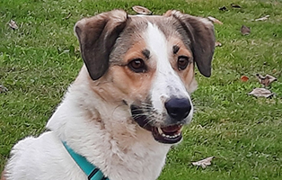 Leila-1 Patenhund Flori wurde adoptiert