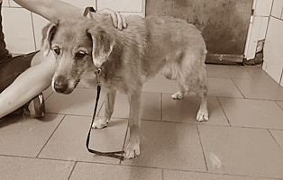 Rita-1 Listenhunde: Rasseliste & Vorschriften für Kampfhunde