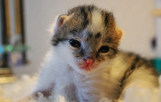 weiblich-341_23-2 5 Babykatzen aus unserem Tierheim Wollaberg suchen Start-ins-Leben Paten
