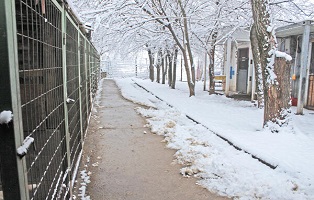 winter-rumaenien-auslandstierschutz-zwinger Angefahrene Fundkatze aus Unterheinsdorf braucht eine Bein OP