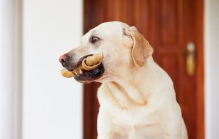 Kauartikel-Hunde-Beitrag-314x200px Aufbaufutter für Hunde: deinen Hund in der Rekonvaleszenz aufpäppeln
