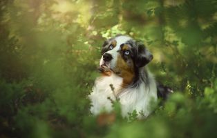 Krauter-fuer-Hunde-beitrag-314x200px Tierratgeber - Was Sie über Ihr Tier wissen müssen