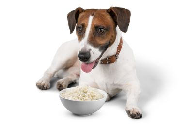 Ist-Reis-gut-fuer-Hunde
