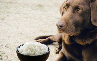 Reis-fuer-Hunde-Beitrag-314x200px Tierratgeber - Was Sie über Ihr Tier wissen müssen