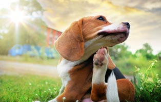 futtermittel-allergie-beitrag-314x200px Trockenfutter für Hunde mit hohem Fleischanteil