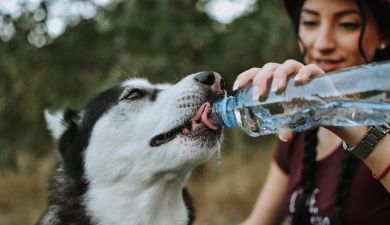 Fluessigkeitsbedarf Trinkmenge Hunden