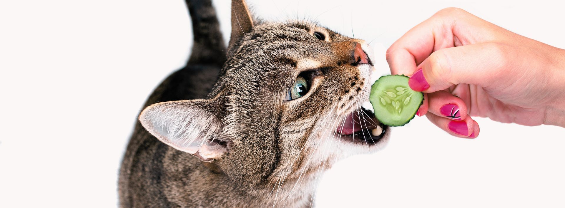 Katze-Vegan-ernaehren_1920x1920 Tierratgeber - Was Sie über Ihr Tier wissen müssen