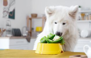 gemuese-fuer-hunde-beitrag-314x200px Hundeernährung - Wie füttere ich meinen Hund richtig?