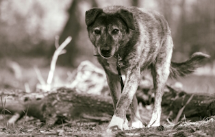 Jenny-31.01.2024-verstorben Pflegehund Fritz