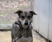 Lilo-177x142 Werde wie wir - Partner der Tiere