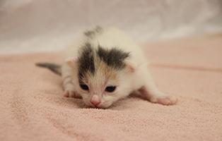 KK-weiblich-SK108_24 8 Babykatzen aus dem Tierheim Wollaberg suchen Start-ins-Leben Paten