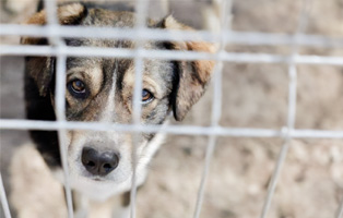 Kettenhunde-Beitrag-314x200px Tierschutzliga Spendenbox zum Basteln