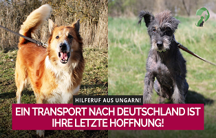 tikaaniundbenjiNEU Listenhunde: Rasseliste & Vorschriften für Kampfhunde