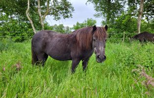 Paula-2 Der Tierschutzhof Wardenburg sucht Tierpfleger (m/w/d)