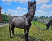 Paula2-177x142 Werde wie wir - Partner der Tiere