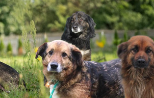 Polenhunde-Beitargsbild-314x200px Die Tierschutzliga Stiftung wünscht Ihnen ein frohes Osterfest