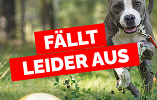 Sommerfest-fällt-aus-Beitrag-314x200px 9 knubbelige Hundewelpen suchen ein Zuhause