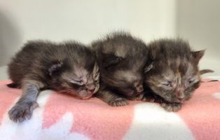 3Kitten-Beitrag-314x200px Danke - Ihr macht unseren Job erst möglich