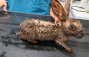 Beitragsbild-314x200px 44 Hundewelpen in Wollaberg - Welpenschmuggel auf der Autobahn - Ausnahmezustand