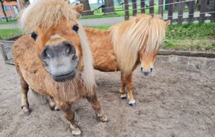 Fussel_trauriges_Wardenburg Listenhunde: Rasseliste & Vorschriften für Kampfhunde