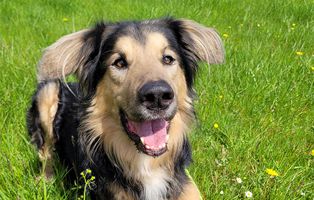 Jumper_BG_Patentier Rocky - Deutscher Schäferhund (SH210/20)