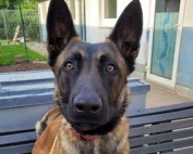 Toni_BG_Patentier-177x142 Werde wie wir - Partner der Tiere