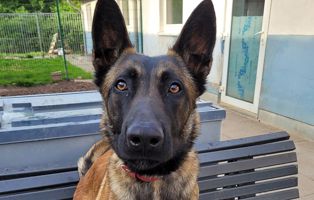 Toni_BG_Patentier Patenhund Pinsel ist über die Regenbogenbrücke gegangen