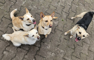 Terrier-Impfung-Beitrag-314x200px Flecki-Über viele Umwege zum Traumzuhause