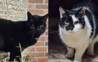 Beitrag-Twoface-Blacky-314x200px Zuhause gesucht - Mischlingshündin Queeny