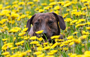 Kräuter-Hunde-Katzen-BEITRAG-314x200px Tierratgeber - Was Sie über Ihr Tier wissen müssen