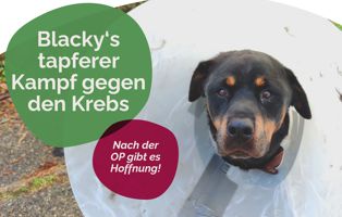 Blacky_beitragsbild Listenhunde: Rasseliste & Vorschriften für Kampfhunde