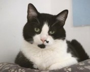 Baerchen-Beitrag-314x200px-177x142 Werde wie wir - Partner der Tiere