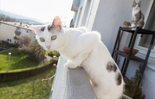 Balkon-Katzensicher-BEITRAG-314x200px Wenn die Katze markiert