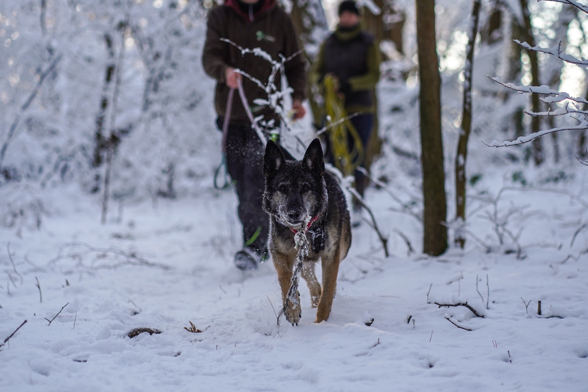 Nasfa-019848-02 Patenhund Nasfa