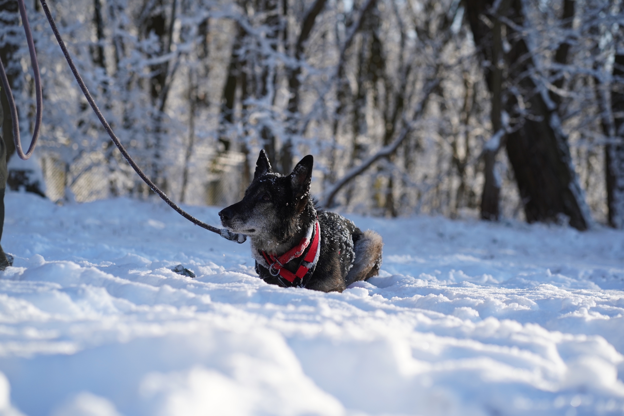 Nasfa-019848-04 Patenhund Nasfa