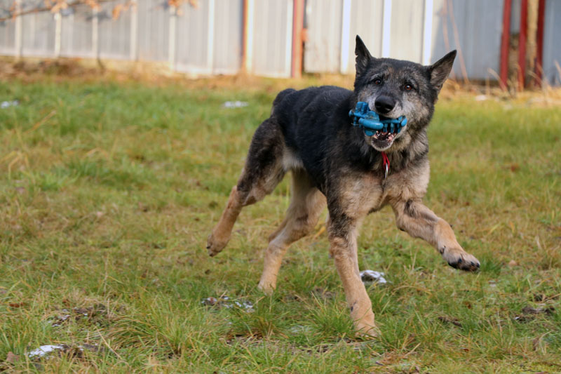 Nasfa-019848-05 Patenhund Nasfa