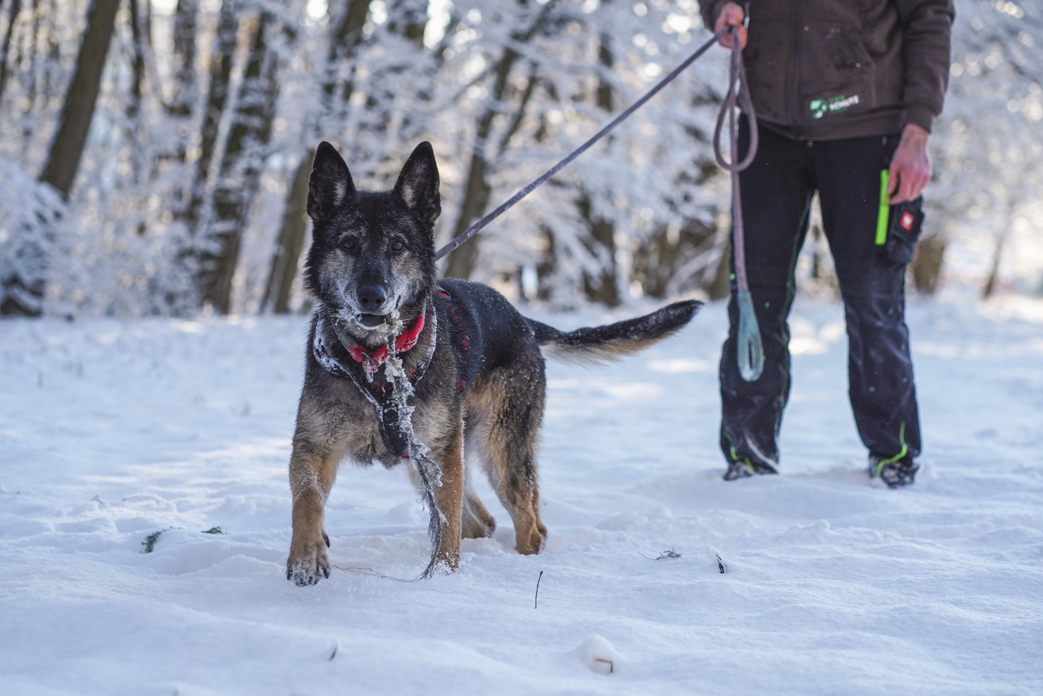 Nasfa-019848-06 Patenhund Nasfa