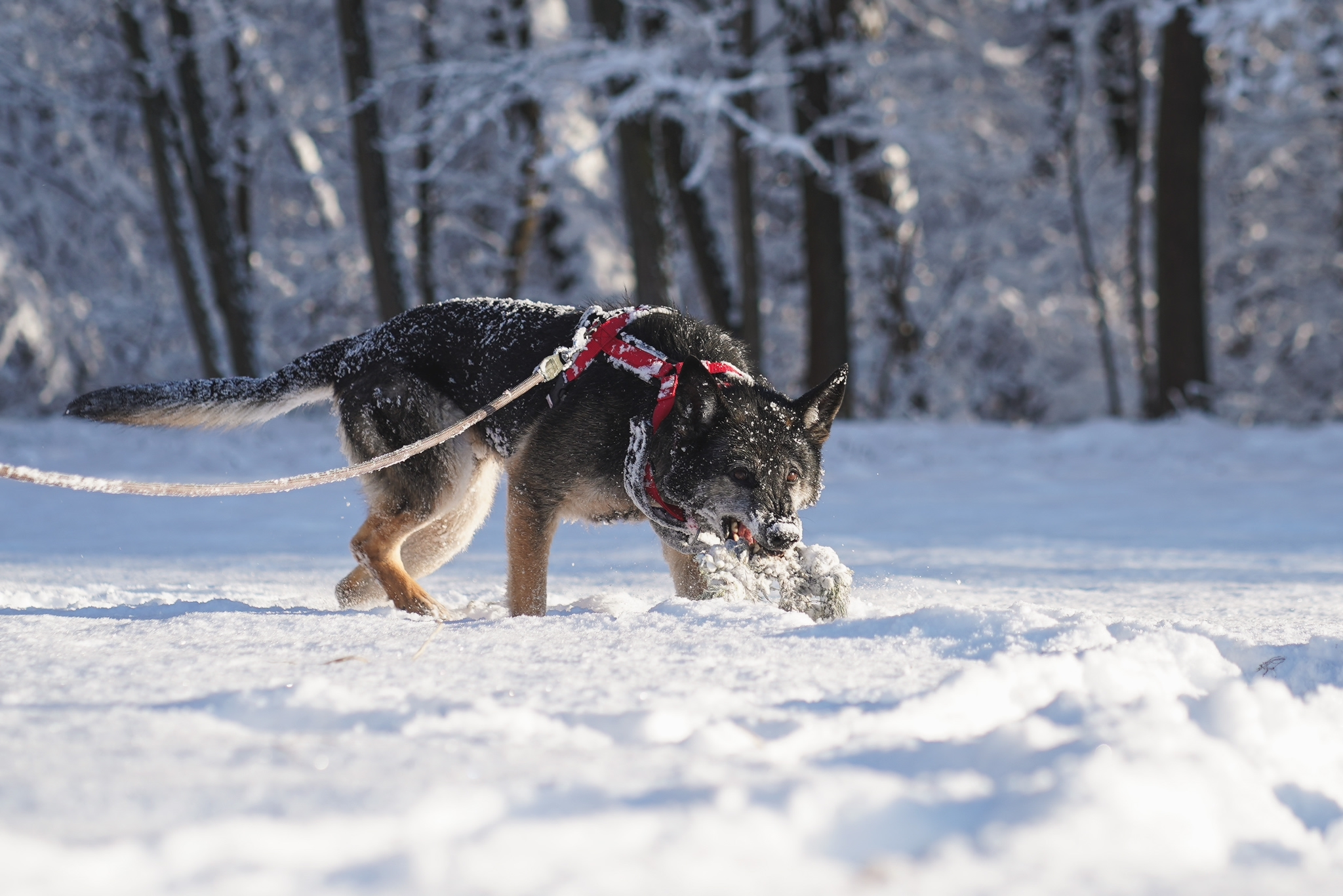 Nasfa-019848-09 Patenhund Nasfa