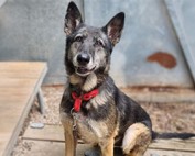 Nasfa-Beitrag-314x200px-177x142 Werde wie wir - Partner der Tiere