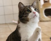 Peter-Beitrag-314x200px-177x142 Werde wie wir - Partner der Tiere