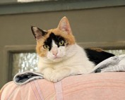 Pico-Locca-Beitrag-314x200px-177x142 Werde wie wir - Partner der Tiere