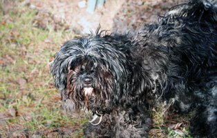 Lucy-314x200px Blacky - Terrier-Dackel-Mix