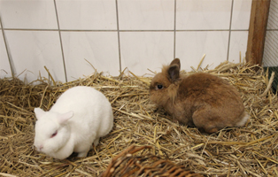 KamilleRübe-314x200px-2 TIERSCHUTZLIGA-Dorf