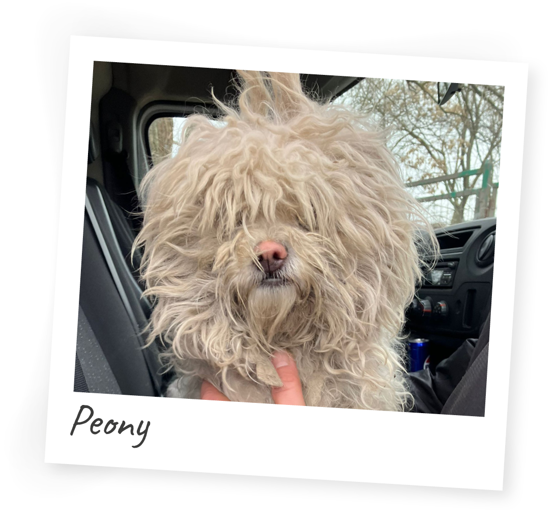 Polaroid-Peony 3 Hunde, 3 traurige Schicksale